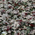 Heuchera x micrantha 'Jade Gloss' (S)
