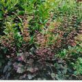 Heuchera x micrantha 'Palace Purple' (gen)