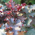 Heuchera x micrantha 'Purple Petticoats'