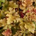 Heuchera 'Marmelade', Purpurgl�ckchen