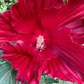 Riesen-Hibiskus 'Midnight Marvel', Bl�te, Hibiscus moscheutos 'Midnight Marvel'