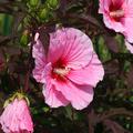 Hibiscus moscheutos 'Summer Storm'