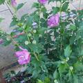 Hibiscus syriacus 'Magenta Chiffon'�, Hibiscus syriacus 'Magenta Chiffon'�