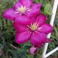 Clematis, Waldrebe 'Ville de Lyon', Clematis Hybride 'Ville de Lyon'