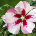 Gartenhibiskus, Hibiscus syriacus, Hamabo