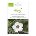 Stundenblume, Stundenr�slein (einj�hrig)