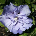Hibiskus, Eibisch 'Blue Chiffon'� (Hibiscus syriacus 'Blue Chiffon'�)