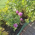 Hibiskus, Eibisch 'Magenta Chiffon'�  XXL Pflanze, Hibiscus syriacus 'Magenta Chiffon'�
