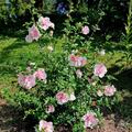 Hibiskus, Eibisch 'Pink Chiffon'�, Hibscus syriacus 'Pink Chiffon'�