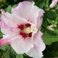 Hibiskus 'White Chiffon'�, Hibiscus syriacus 'White Chiffon'�