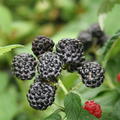 Himbeere Lubera� Black Jewel