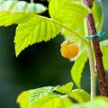 Himbeere Twotimer� Gelbe Sugana�, Rubus idaeus