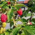Himbeere Twotimer� Sugana�, Rubus idaeus
