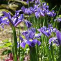 Holl�ndische Schwertlilie 'Blue Magic'�, Iris hollandica 'Blue Magic'�