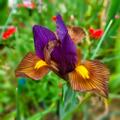 Holl�ndische Schwertlilie 'Tigereye'�, Iris hollandica 'Tigereye'�
