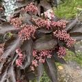 Holunder 'Black Tower'� XXL Pflanzen, Sambucus nigra 'Black Tower'�
