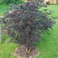 Holunder 'Black Tower'�, Sambucus nigra 'Black Tower'�