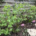 Honigbeere, Erstbeere� 'Blue Hokkaido', Lonicera caerulea