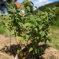 Honigbeere, Erstbeere� 'Blue Pagoda', Lonicera caerulea