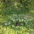 Honigbeere, Erstbeere� Blue Velvet, Lonicera caerulea