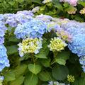Hortensie, Ballhortensie 'Early Blue', Hydrangea macrophylla 'Early Blue' 