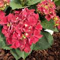 Hortensie, Ballhortensie 'Royal Red'� dunkelrote Bl�ten