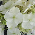 Hydrangea quercifolia Ice Crystal cremeweisse Bl�te