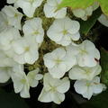 Hortensie Hydrangea quercifolia Munchkin Bl�te