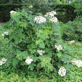 Eichenbl�ttrige Hortensie (Hydrangea quercifolia)