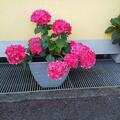 Hortensie Endless Summer� 'SummerLove' pinkrot, Hydrangea Endless Summer� 'SummerLove' � pinkrot