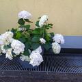 Hortensie Endless Summer� 'The Bride', Hydrangea Endless Summer� 'The Bride'