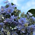 Hortensie You & Me 'Forever'� grosse Bl�tenteller