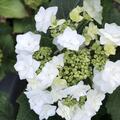 Hortensie, Gef�llte Tellerhortensie You & Me 'Forever'�, Hydrangea macrophylla You & Me 'Forever'� 