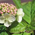 Hortensie, Kleinw�chsige Tellerhortensie 'Bluebird'