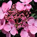 Kleinw�chsige Tellerhortensie 'Koreana' mit rosa Bl�ten