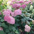 Hortensie 'Pink Annabelle'�, Hydrangea arborescens 'Pink Annabelle'�