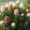Voll bl�hende Pflanze