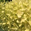 Hortensie, Rispenhortensie 'Limelight'