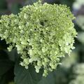 Hortensie, Rispenhortensie Midi-Hydrangeasy� 'GreenEnergy'�, Hydrangea paniculata 'GreenEnergy'�
