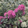 Hortensie, Rispenhortensie Mini-Hydrangeasy� 'Red Chic'�, Hydrangea paniculata 'Red Chic'�