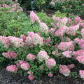 Midi-Hydrangeasy� Vanille Fraise