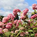  Schneeballhortensie 'Pink Annabelle'� bl�t rosa