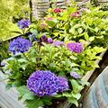 Hortensie, Tellerhortensie 'Frisbee� Blue' (S), Hydrangea macrophylla 'Frisbee� Blue' (S) 