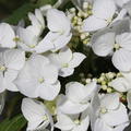 Hortensie, Tellerhortensie 'Libelle' reinweisse Randbl�ten 