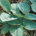 Hosta sieboldiana 'Big Daddy', Gro�e Blaublatt-Funkie 'Big Daddy'