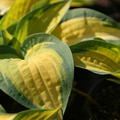 Hosta x cultorum 'Orange Marmelade'