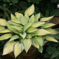 Hosta x tardiana 'June'