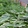 Hosta undulata Albomarginata