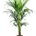 Howea forsteriana, Busch extra 4/5pp, im 20cm Topf, H�he 150cm, Breite 70cm