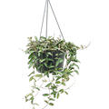 Hoya 'Rosita', Ranker, im 28cm Topf, H�he 50cm, Breite 40cm